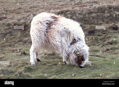 Wildlife in the Faroe Islands Stock Photo - Alamy