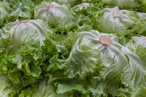 Lettuce Companion Plants Discover 23 Astonishing Plants - Home Garden Glow