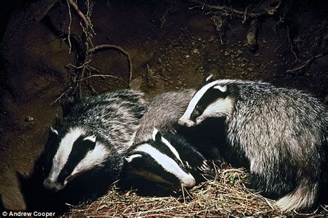 Badger Diet Ireland - dialgala