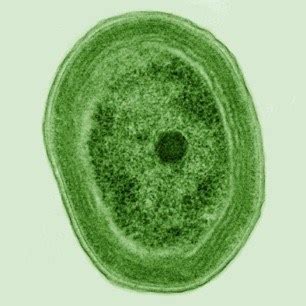 What Are Cyanobacteria? – Microscope Clarity