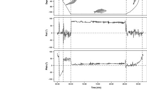 Dive depth, roll and pitch angles of a type C c dive. The orientation... | Download High ...