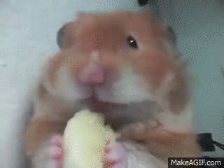 My cute funny teddy bear hamster eating banana on Make a GIF