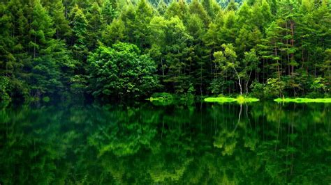 Nature Green Forest Wallpapers - Top Free Nature Green Forest Backgrounds - WallpaperAccess