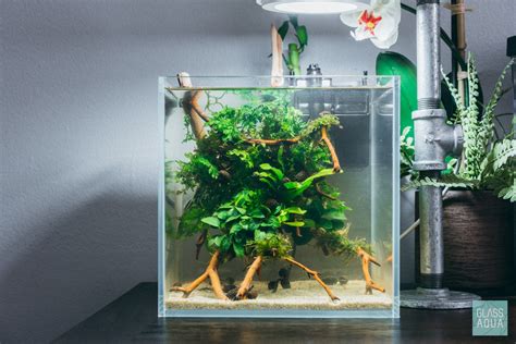 Betta Fish Plant Tank - How To Set Up A Beautiful Betta Fish Tank Japanesefightingfish Org : 1 ...