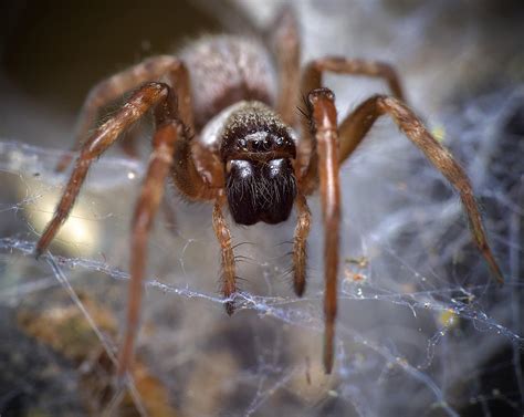 Grey House Spider : r/MacroPorn