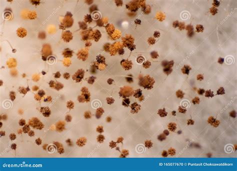 Bread Mold Fungi Under Microscope for Education Stock Photo - Image of biology, decompose: 165077670