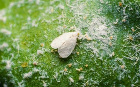 Whiteflies on Hibiscus - Best Insecticide