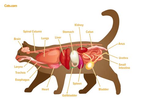 Cat Anatomy Guide - Cats.com