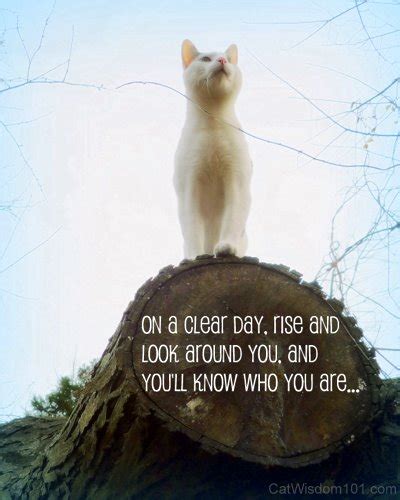 Cat Wisdom Quotes. QuotesGram