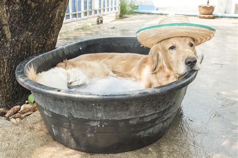 13 Dog Swimming Pool Ideas to Beat the Heat of Summer - Love Home Designs