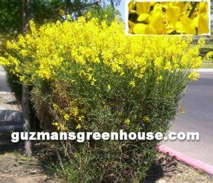 Spanish Broom Plant - Drought tolerant shrub Guzmansgreenhouse.com