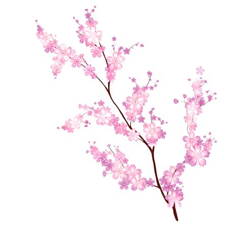 The Pink Cherry Blossoms, Sakura, Cherry Blossoms, Flowers PNG Transparent Clipart Image and PSD ...