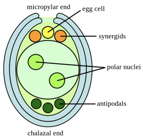 Draw the diagram of the embryo sac.