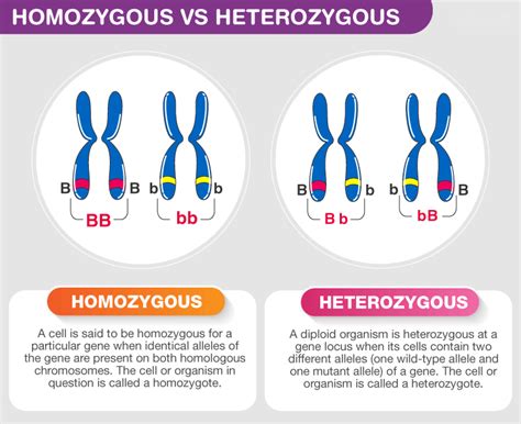 Understanding Heterozygous Conditions - Genes, Alleles, Traits