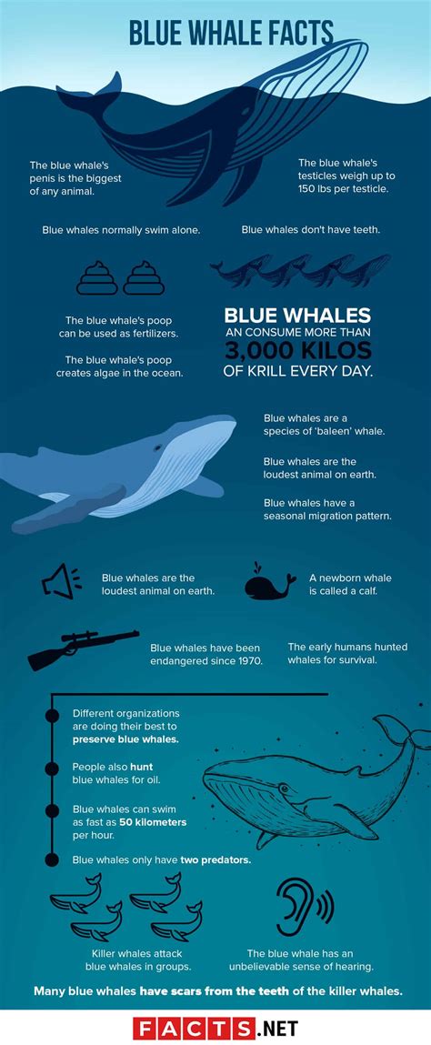 50 Incredible Blue Whale Facts For You To Find Out