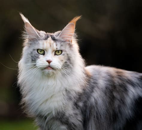 Top 137 + Long haired cat breeds grey - polarrunningexpeditions