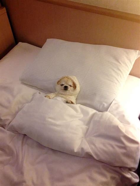 20+ Sleepy Dogs Who’re Definitely Not Letting You Sleep In Your Bed Tonight | Bored Panda