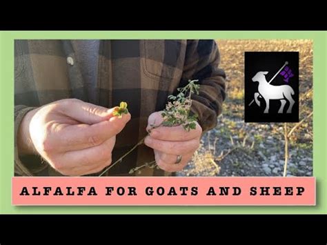 So, Can Sheep Eat Alfalfa?