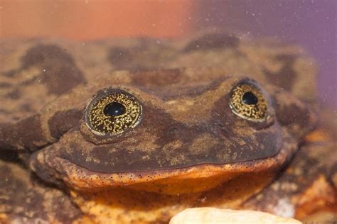 Ten of the Worlds Rarest Species of Frogs and Where to Find Them