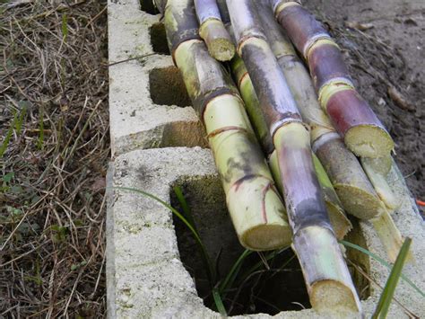 Sugar cane harvesting | The Survival Gardener