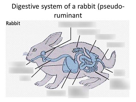 Rabbit: Digestive system Diagram | Quizlet