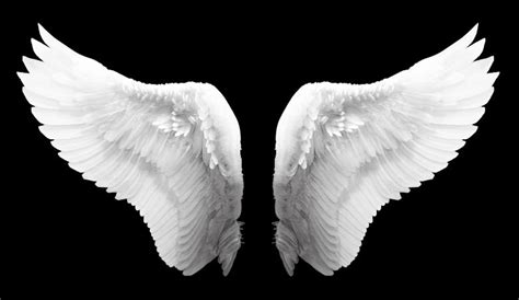 White Angel Wings - Free Stock Photo by Eric on Stockvault.net