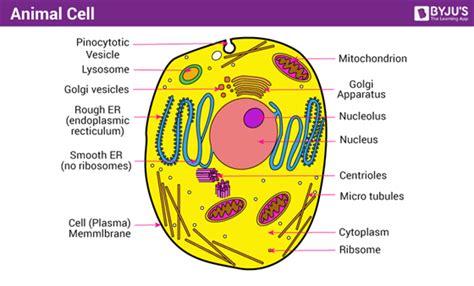 Top 199+ Simple animal cell diagram for class 8 - Merkantilaklubben.org