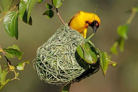 Bird Nests Guide (Types & Interesting Facts) - Nature Roamer