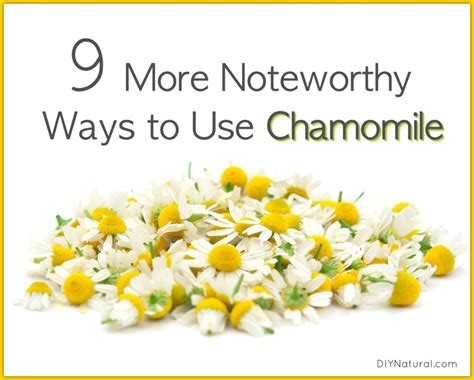 Chamomile and Nine Uncommon Uses You Need to Try