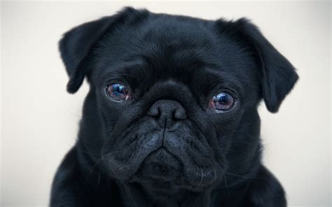 HD Pug Wallpaper Delight