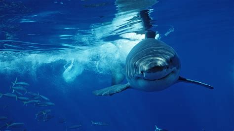 Great white sharks: The world's largest predatory fish | Live Science