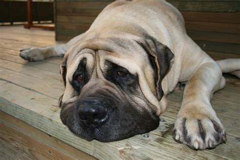 English Mastiff Growth Chart & Size Guide - Plus 4 factors that May Impact Growth - Paw Planning