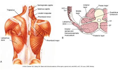 Lumbodorsal Fascia Anatomy