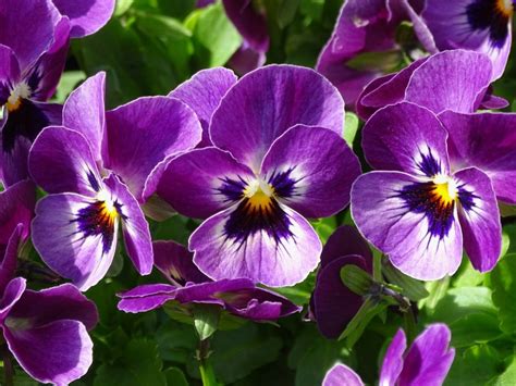 Using Purple Flowering Plants - Tips For Planning A Purple Garden