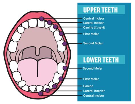 Molar Tooth Anatomy