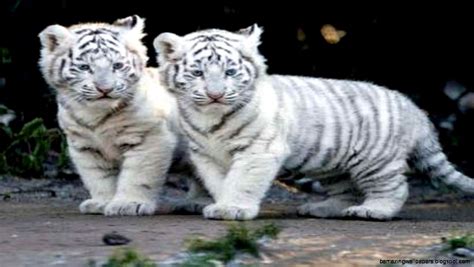 White Siberian Tiger Cubs In Snow | Amazing Wallpapers