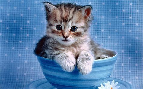 Cute Kitten Wallpaper - Kittens Wallpaper (16094683) - Fanpop