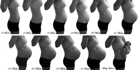 Pregnancy Belly Progression. Maternity Baby Bump. | pregnancy progression photo | Baby bump ...