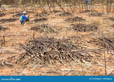 Sugar cane harvesting editorial photography. Image of brazilian - 121225642