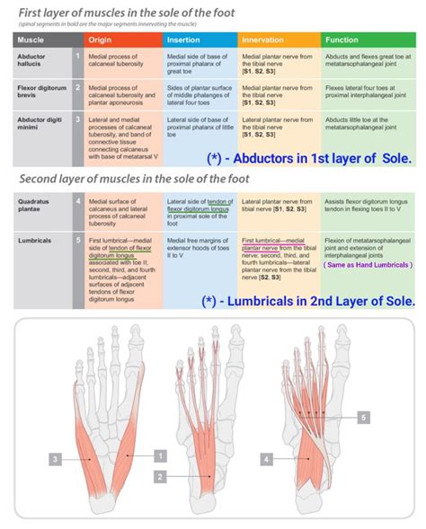 Layers of Sole of Foot _01 | Basic anatomy and physiology, Medical terminology study, Medical ...