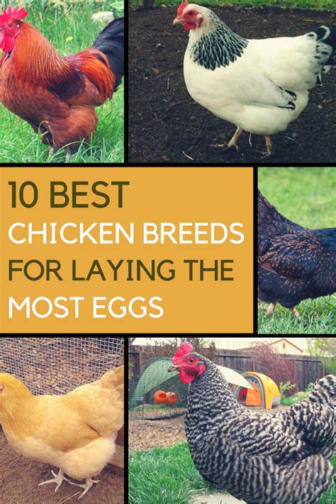 10 Breeds of Chicken That Will Lay Tons of Eggs for You