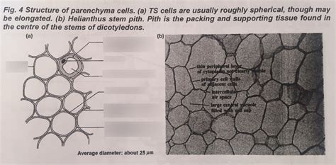 3) Parenchyma Cells Diagram | Quizlet