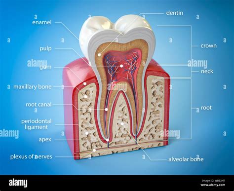 Human Mouth Anatomy Teeth