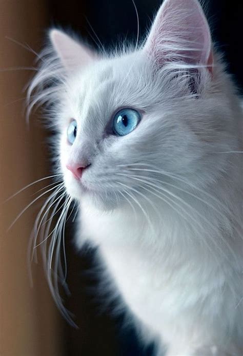 gorgeous Kitty | Beautiful cats, Pretty cats, Cute cats