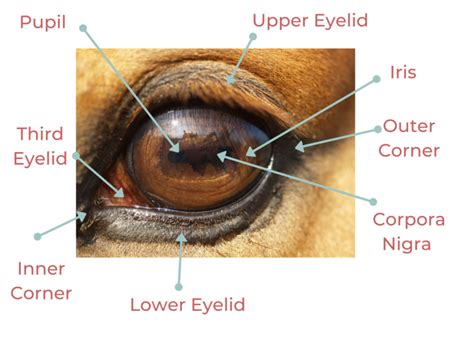 Basic Horse Anatomy: The Eye - The Open Sanctuary Project