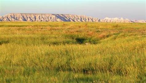 Characteristics of Grassland Biomes | Sciencing