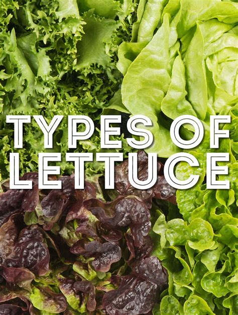 Types Of Lettuce Plants