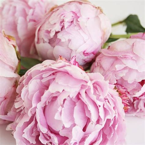 Blushy Light Pink Peonies | DIY Wedding Flowers | Flower Moxie