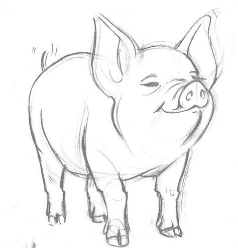 Realistic Pig Face Drawing