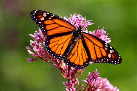 Monarch Butterfly Garden Plants